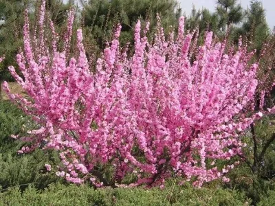 Migdałek trójklapowy &#39;Rosenmund&#39; Prunus triloba