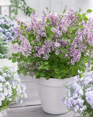 Lilak Meyera &#39;Flowerfesta® Purple&#39; Syringa meyeri