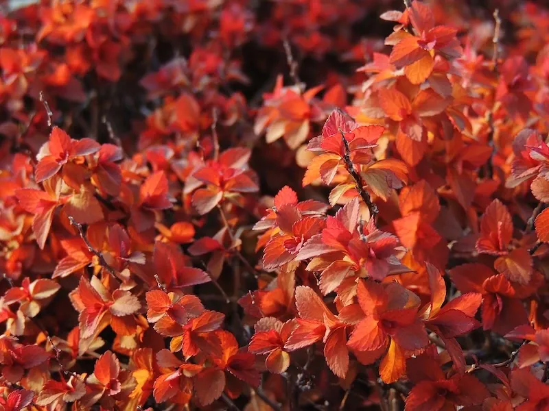 Tawuła japońska &#39;ZEN&#39;SPIRIT Carmel&#39; Spiraea japonica