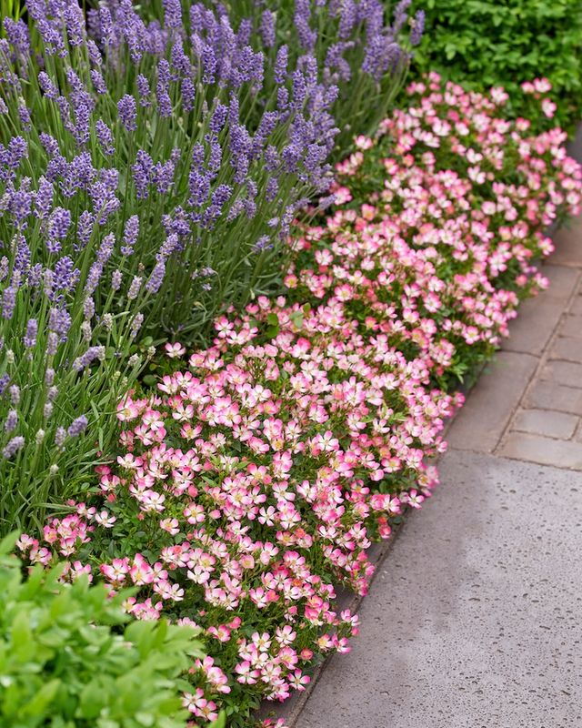 Róża miniaturowa 'Cutie Pie' Rosa