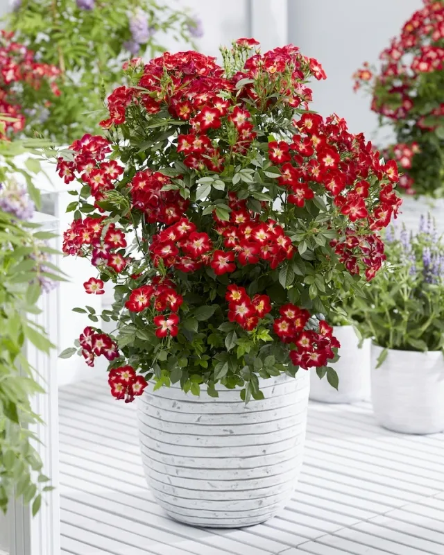 Róża &#39;Everglow Ruby&#39; Rosa