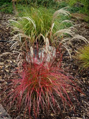 Miskant chiński &#39;Ruby Cute&#39; Miscanthus sinensis