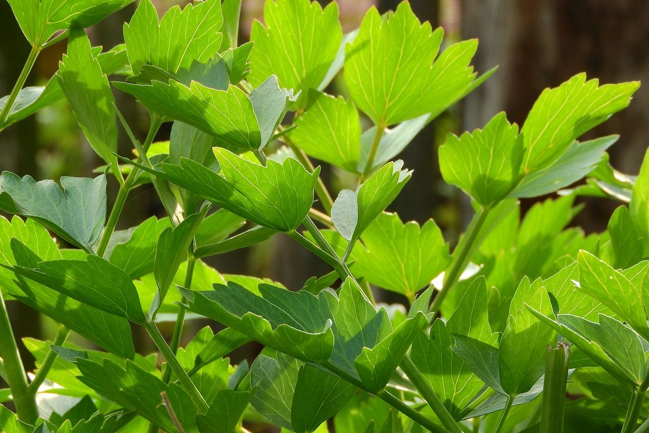 Lubczyk ogrodowy Levisticum officinale