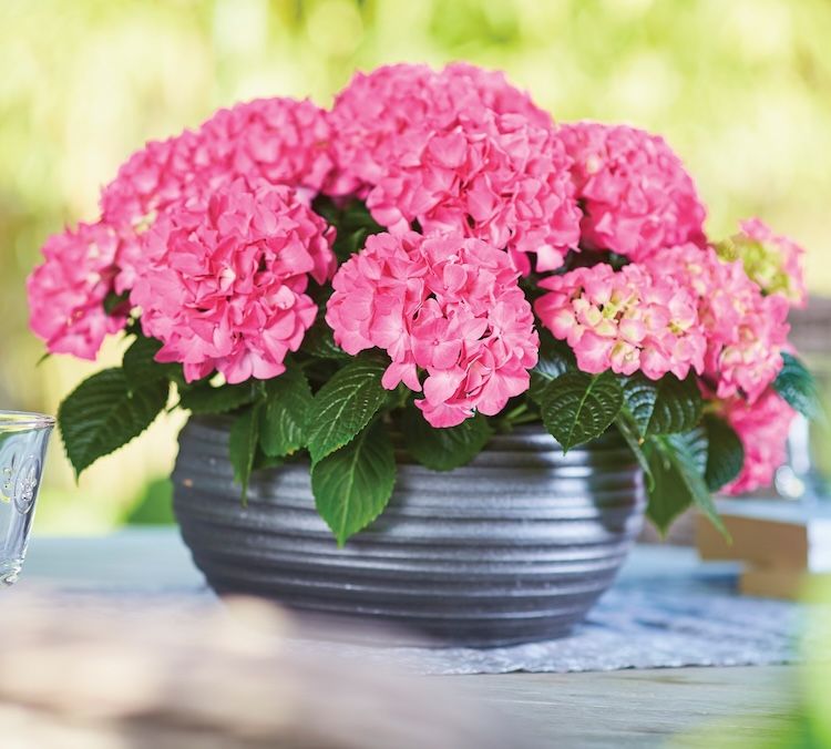 Hortensja ogrodowa &#39;Tabletensia® Pink&#39; Hydrangea macrophylla