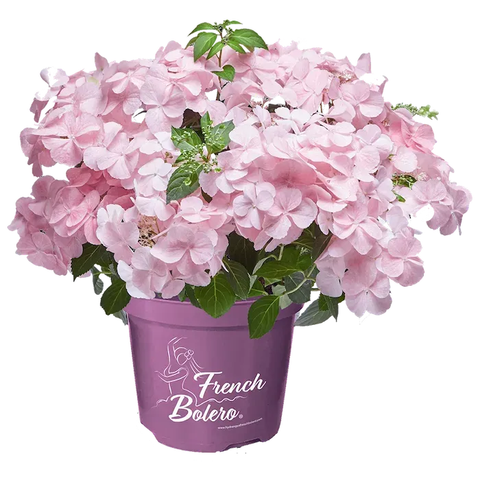 Hortensja uciekająca panna młoda Różowa &#39;French Bolero® Pink&#39; Hydrangea hybrida