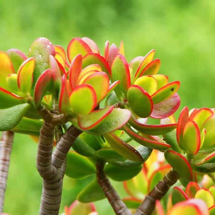 Grubosz &#39;Ovata Sunset&#39; Crassula