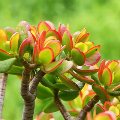 Grubosz &#39;Ovata Sunset&#39; Crassula