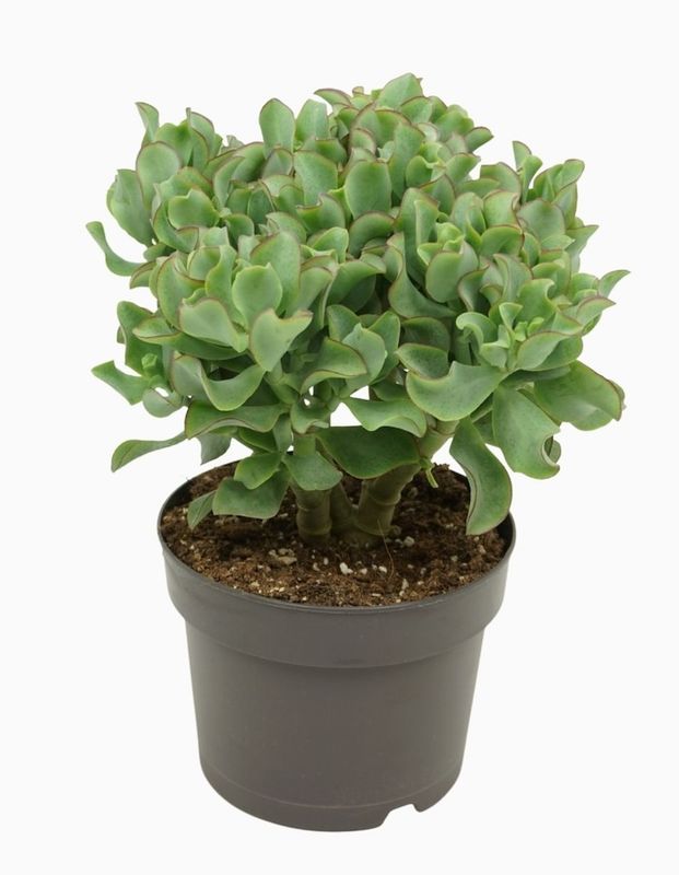 Grubosz drzewiasty Crassula Aborescens