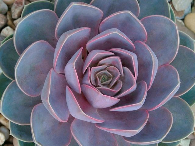 Eszeweria &#39;Metallica&#39; Echeveria