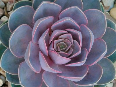 Eszeweria &#39;Metallica&#39; Echeveria