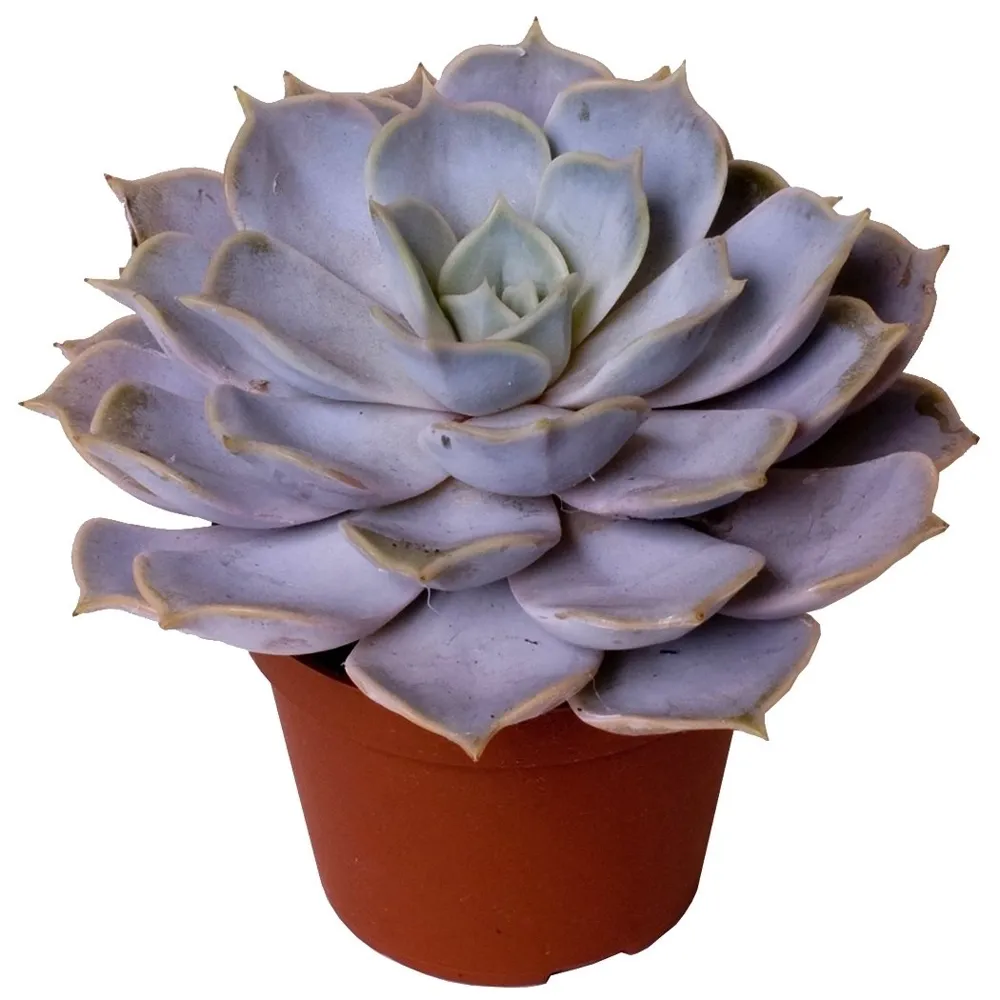 Eszeweria &#39;Lilacinia&#39; Echeveria
