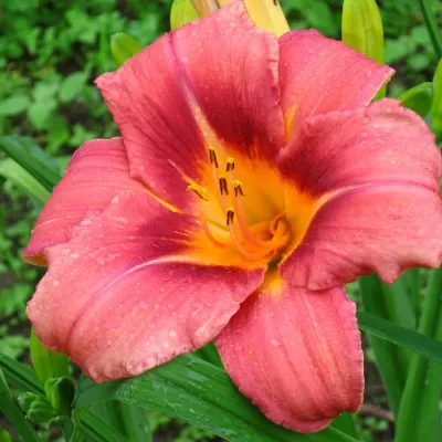 Liliowiec &#39;Rosy Returns&#39; Hemerocalis