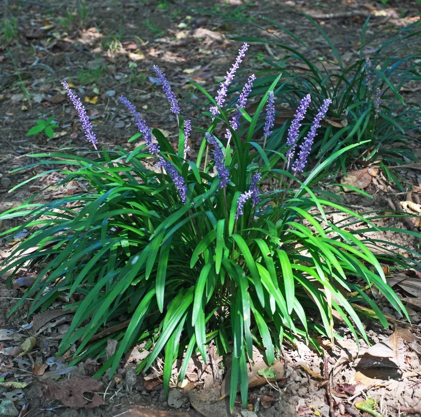 Liriopa &#39;Money Maker&#39; Lirope spicata