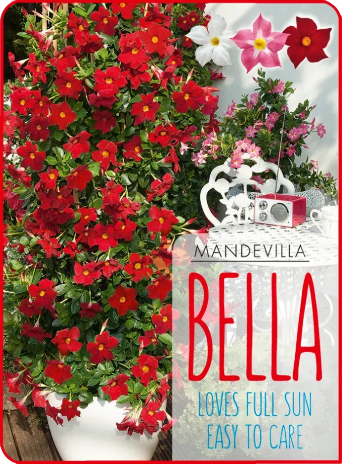 Dipladenia &#39;Bella Scarlet&#39; Mandevilla