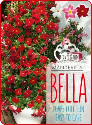 Dipladenia 'Bella Scarlet' Mandevilla