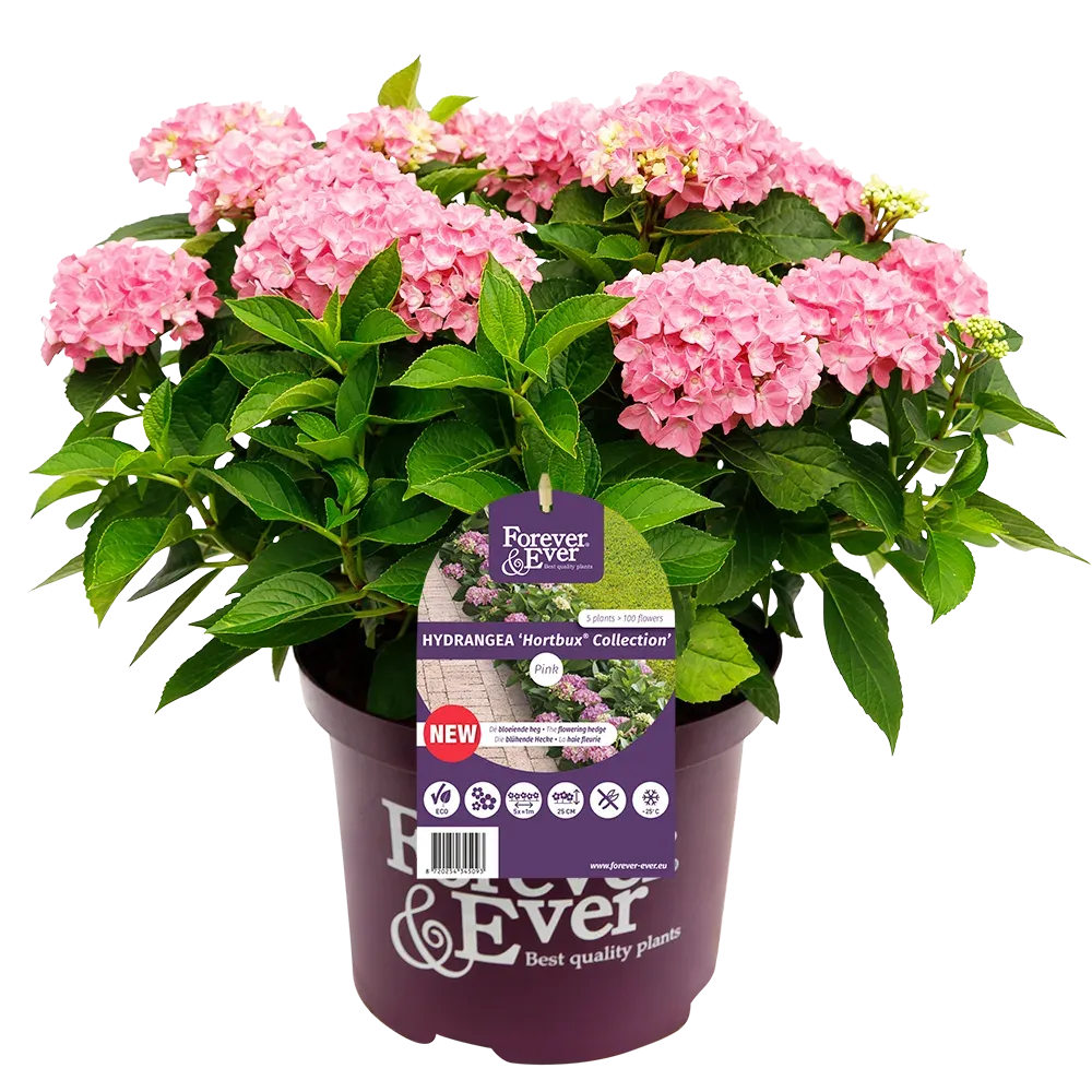 Hortensja kwitnąca co roku ogrodowa Forever &amp; Ever® &#39;Hortbux Pink&#39; Hydrangea macrophylla