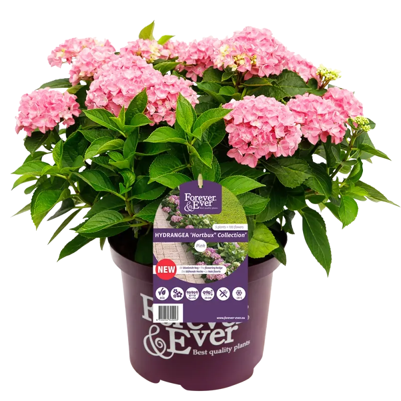 Hortensja kwitnąca co roku ogrodowa Forever &amp; Ever® &#39;Hortbux Pink&#39; Hydrangea macrophylla