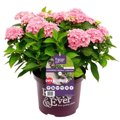Hortensja kwitnąca co roku ogrodowa Forever &amp; Ever® &#39;Hortbux Pink&#39; Hydrangea macrophylla