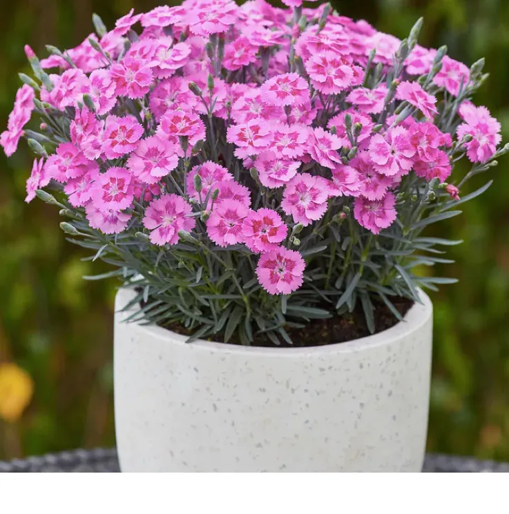 Goździk &#39;Silver Stars® Aztec Star®&#39; Dianthus hybrida