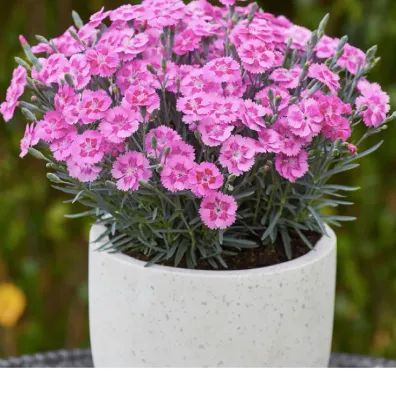 Goździk &#39;Silver Stars® Aztec Star®&#39; Dianthus hybrida