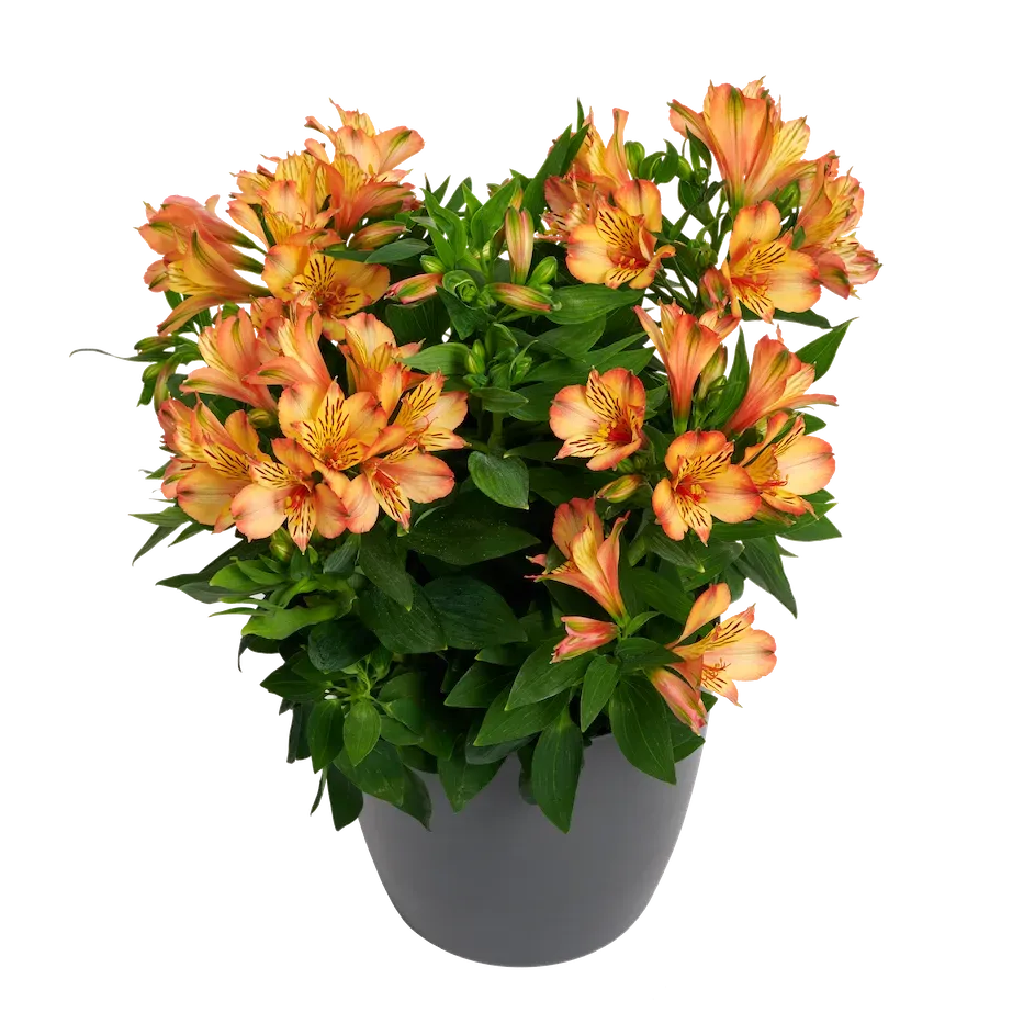 Alstroemeria &#39;Bryce&#39; Alstroemeria hybrida