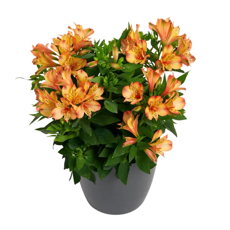 Alstroemeria &#39;Bryce&#39; Alstroemeria hybrida