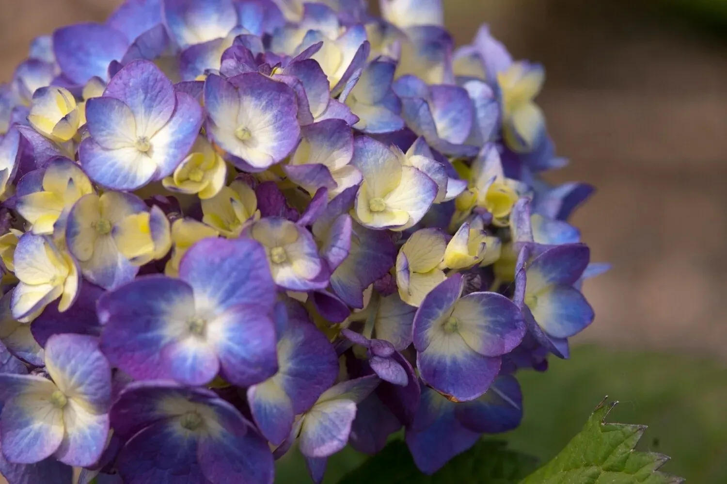 Hortensja ogrodowa Endless Summer® &#39;Bloomstar Blue&#39; Hydrangea macrophylla