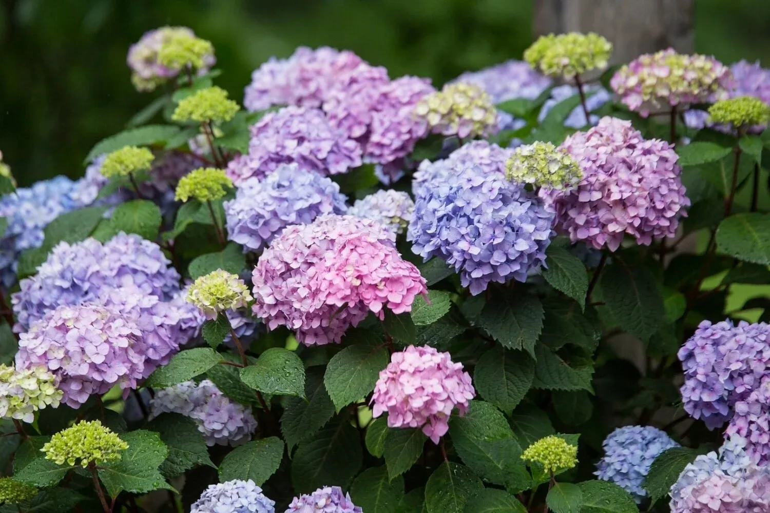 Hortensja ogrodowa Endless Summer® 'Bloomstar Pink