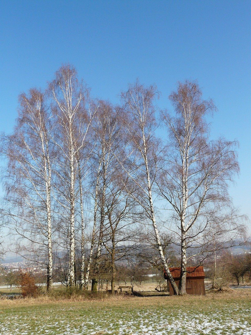 Brzoza pożyteczna &#39;Jacquemontii&#39; Betula utilis