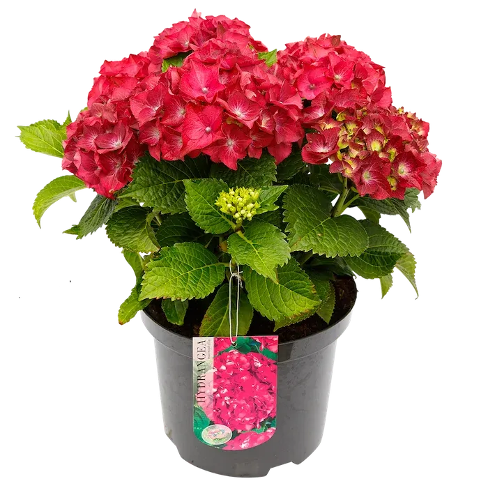 Hortensja ogrodowa fioletowa Hydrangea macrophylla