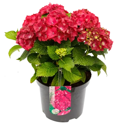 Hortensja ogrodowa fioletowa Hydrangea macrophylla
