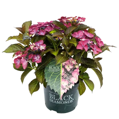 Hortensja ogrodowa Black Diamonds® &#39;Dark Angel Purple&#39; Hydrangea macrophylla