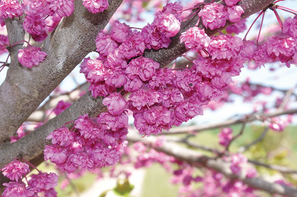 Judaszowiec &#39;Pink Pom Poms&#39; Cercis canadiensis