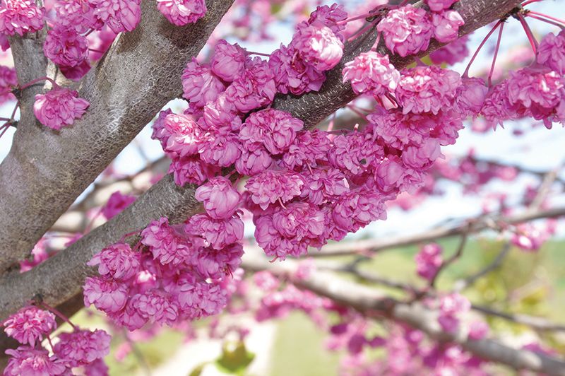 Judaszowiec &#39;Pink Pom Poms&#39; Cercis canadiensis