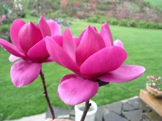 Magnolia &#39;Cleopatra&#39; Magnolia soulangeana