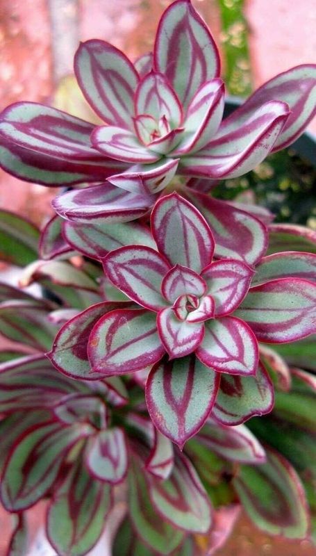 Eszeweria &#39;Nodulosa&#39; Echeveria