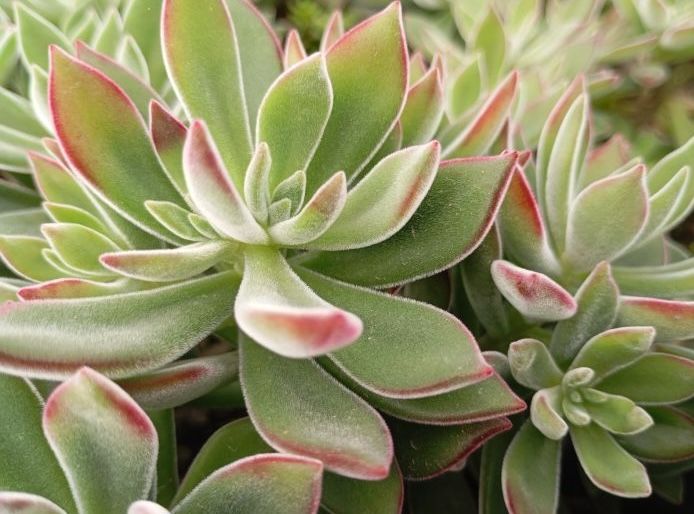 Eszeweria &#39;Devotion&#39; Echeveria