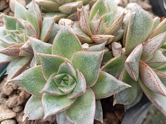 Eszeweria &#39;Purpusorum&#39; Echeveria
