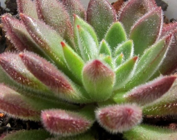 Eszeweria &#39;Set Oliver&#39; Echeveria