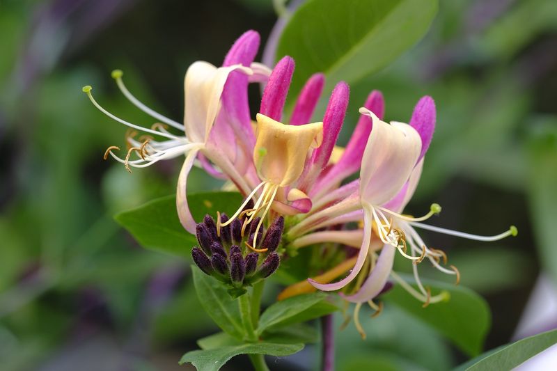 Wiciokrzew pomorski &#39;Serotina&#39; Lonicera periclymenum