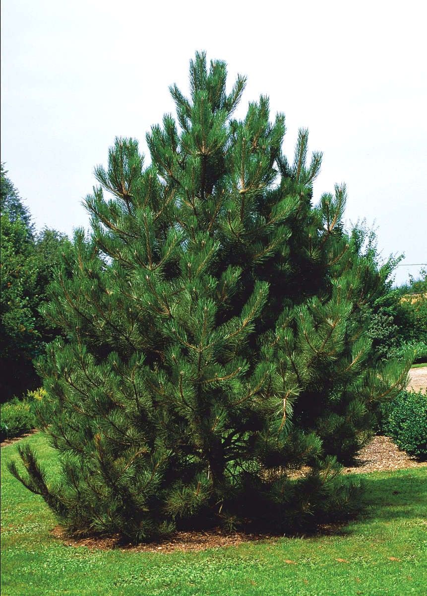 Sosna czarna Pinus nigra var. austriaca