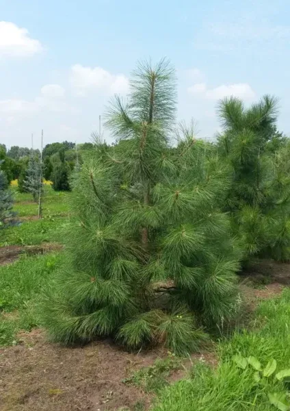 Sosna żółta Pinus ponderosa