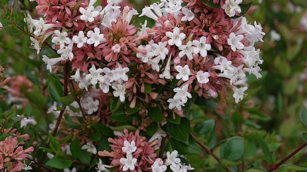 Abelia chińska &#39;Autumn Festival ® Minabaut01 PBR&#39; Abelia chinensis