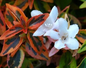 Abelia wielkokwiatowa &#39;Kaleidoscope&#39; Abelia grandiflora