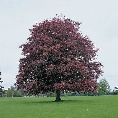 Buk pospolity &#39;Atropunicea&#39; Fagus sylvatica