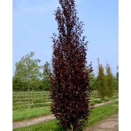 Buk kolumnowy &#39;Dawyck Purple&#39; Fagus sylvatica