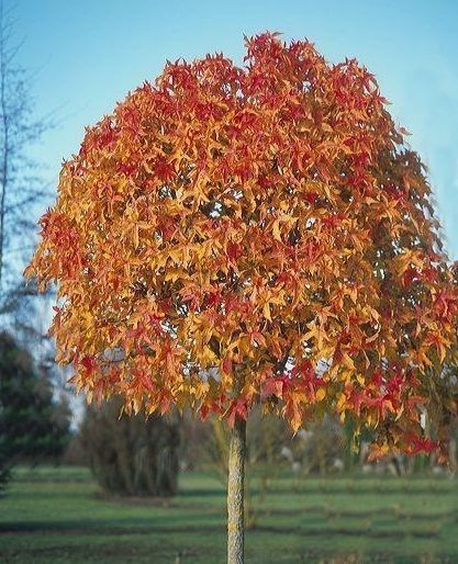 Ambrowiec amerykański na pniu &#39;Gum Ball&#39; Liquidambar styraciflua