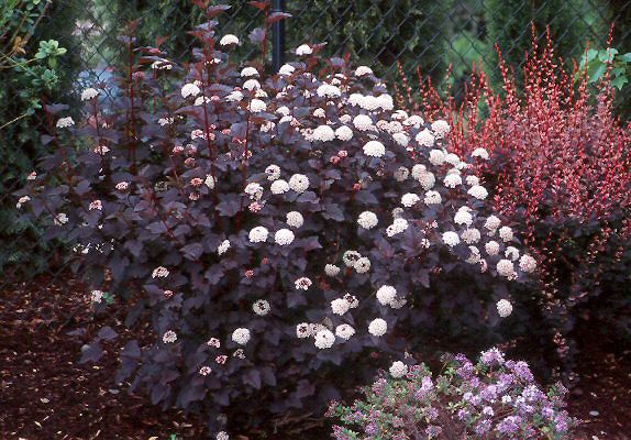 Pęcherznica kalinolistna &#39;MIDNIGHT &#39;Jonight&#39; PBR Physocarpus opulifolius
