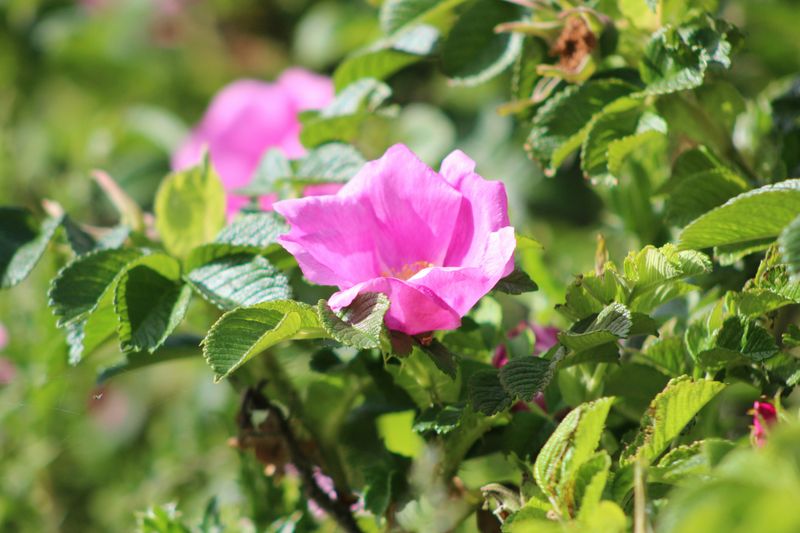 Róża pomarszczona &#39;JAM-A-LICIOUS &#39;Spekjam&#39; Rosa rugosa