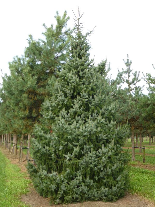 Świerk serbski Picea omorika
